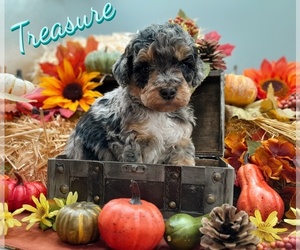 Aussiedoodle-Poodle (Standard) Mix Puppy for sale in MILLVILLE, MN, USA