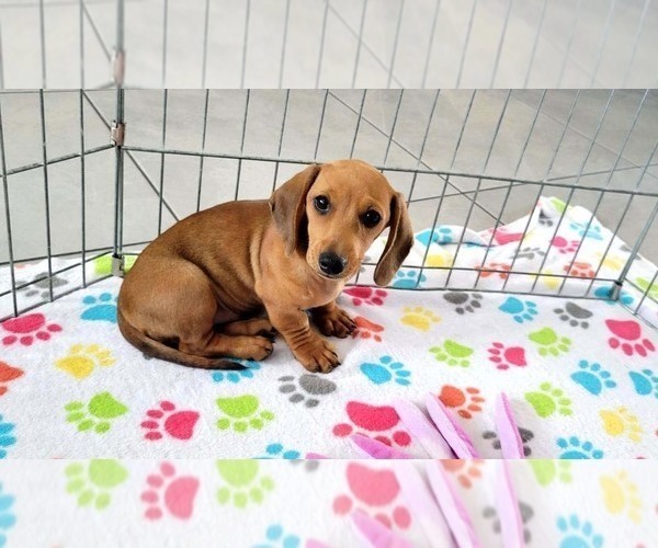 Medium Photo #7 Dachshund Puppy For Sale in ORO VALLEY, AZ, USA