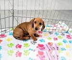 Small #6 Dachshund