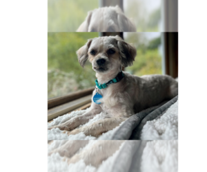 Shih Tzu Dogs for adoption in Greenbelt, MD, USA