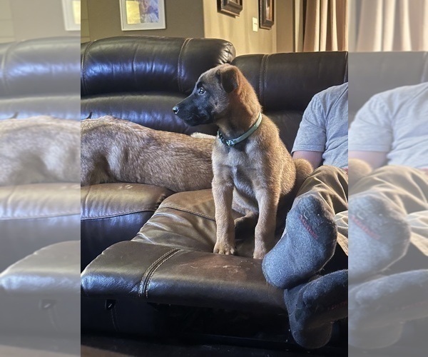 Medium Photo #24 Belgian Malinois Puppy For Sale in ATHENS, AL, USA
