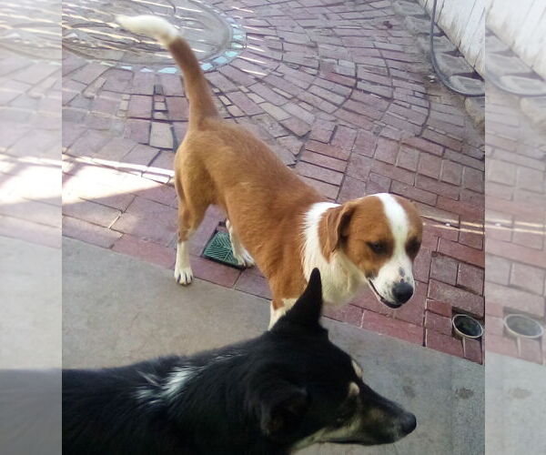 Medium Photo #6 Mutt Puppy For Sale in Apple Valley, CA, USA