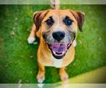 Small #2 Black Mouth Cur Mix