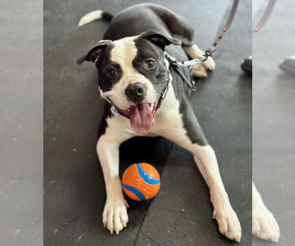 Medium Photo #2 American Pit Bull Terrier-Unknown Mix Puppy For Sale in Techny, IL, USA