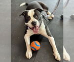 Small #1 American Pit Bull Terrier Mix