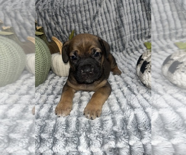 Medium Photo #1 Cane Corso Puppy For Sale in AMITY, AR, USA