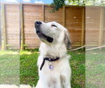 Small #6 Great Pyrenees