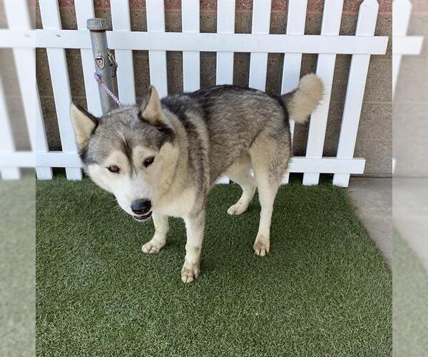Medium Photo #1 Alaskan Malamute-Unknown Mix Puppy For Sale in Modesto, CA, USA