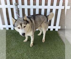 Alaskan Malamute-Unknown Mix Dogs for adoption in Modesto, CA, USA