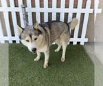 Small Alaskan Malamute Mix
