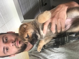 Shiba Inu Puppy for sale in COLCHESTER, CT, USA