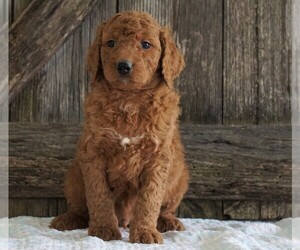 Goldendoodle-Poodle (Standard) Mix Puppy for sale in FREDERICKSBG, OH, USA