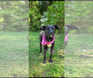 Medium Mountain Cur Mix
