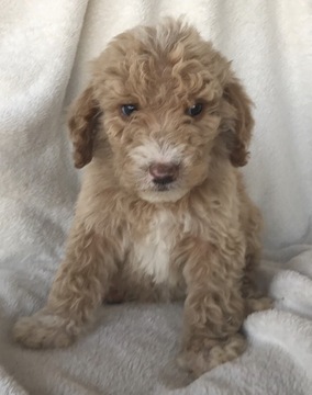 Medium Photo #1 Labradoodle Puppy For Sale in SANGER, CA, USA