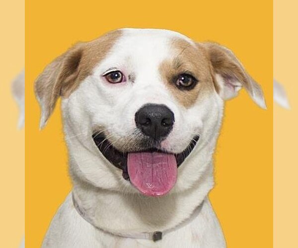 Medium Photo #1 American Bulldog-American Staffordshire Terrier Mix Puppy For Sale in Denton, TX, USA
