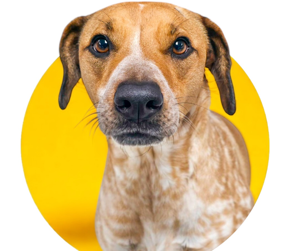Medium Photo #2 Pointer-Unknown Mix Puppy For Sale in Rowlett, TX, USA