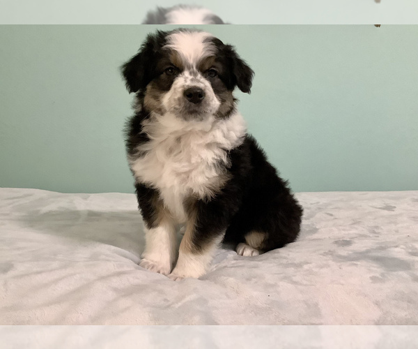 Medium Photo #1 Australian Shepherd Puppy For Sale in HILLSBORO, WI, USA