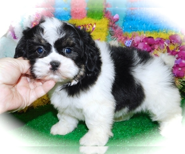 Medium Photo #1 Zuchon Puppy For Sale in HAMMOND, IN, USA