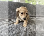 Small #19 Dachshund