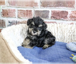 Small #3 Schnauzer (Miniature)