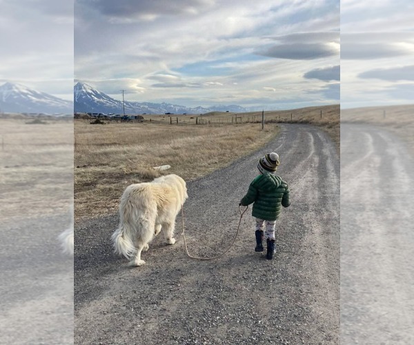 Medium Photo #2 Great Pyrenees Puppy For Sale in Hamilton, MT, USA