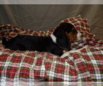 Small #2 Beagle