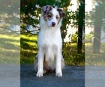 Small Photo #3 Australian Shepherd Puppy For Sale in COARSEGOLD, CA, USA