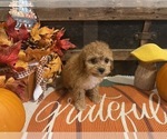 Image preview for Ad Listing. Nickname: Ginger