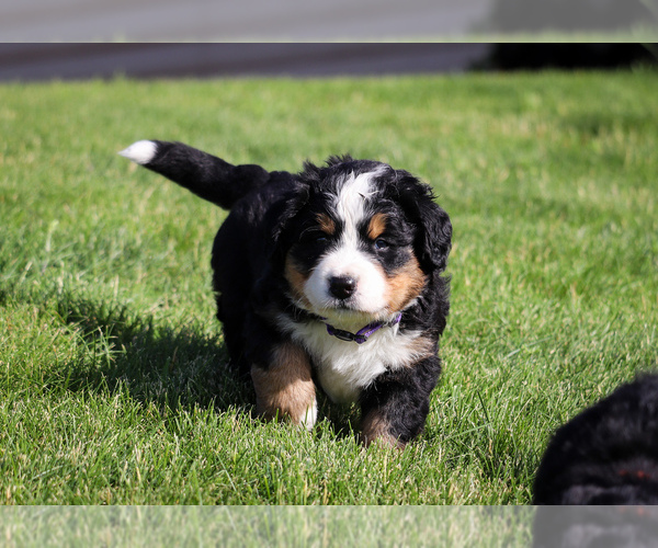 Medium Photo #11 Bernese Mountain Dog Puppy For Sale in THEDFORD, NE, USA