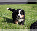 Small #10 Bernese Mountain Dog