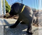 Small #1 Labrador Retriever