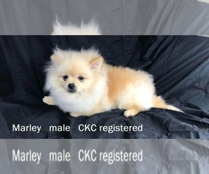 Miniature Spitz Puppy for sale in DAWSONVILLE, GA, USA
