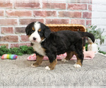 Small #1 Bernese Mountain Dog