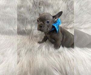 French Bulldog Puppy for sale in CHARLESTON, SC, USA