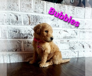 Goldendoodle Puppy for sale in GREENFIELD, MO, USA