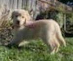 Small Photo #26 Golden Retriever Puppy For Sale in CITRUS HEIGHTS, CA, USA