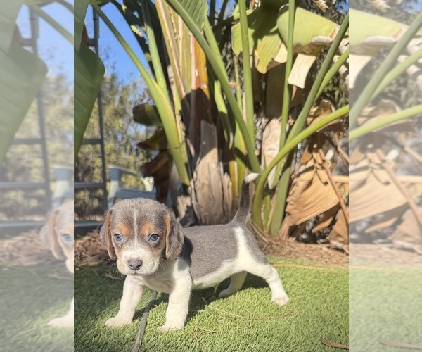 Medium Photo #1 Beagle Puppy For Sale in BEVERLY HILLS, CA, USA