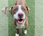 Small #1 American Pit Bull Terrier Mix