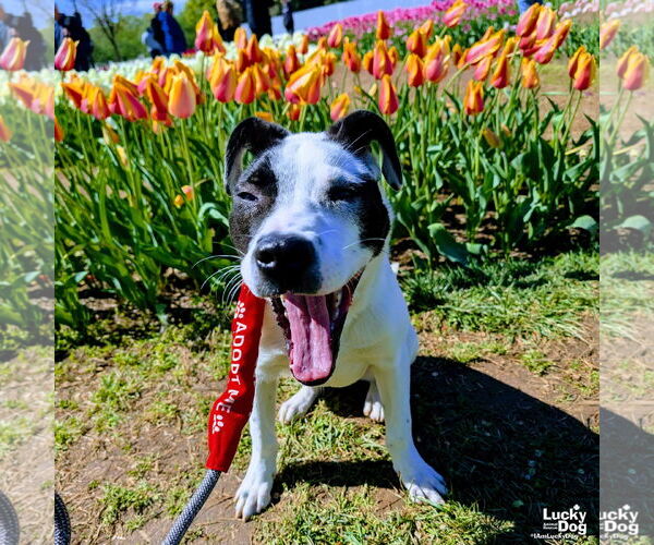 Medium Photo #4 Lab-Pointer Puppy For Sale in Washington, DC, USA