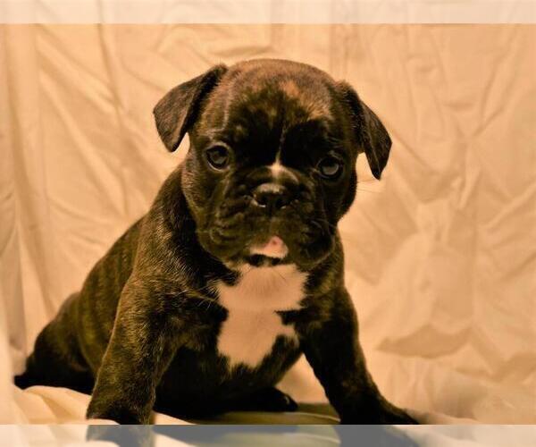 Medium Photo #2 French Bulldog Puppy For Sale in MOSELEY, VA, USA
