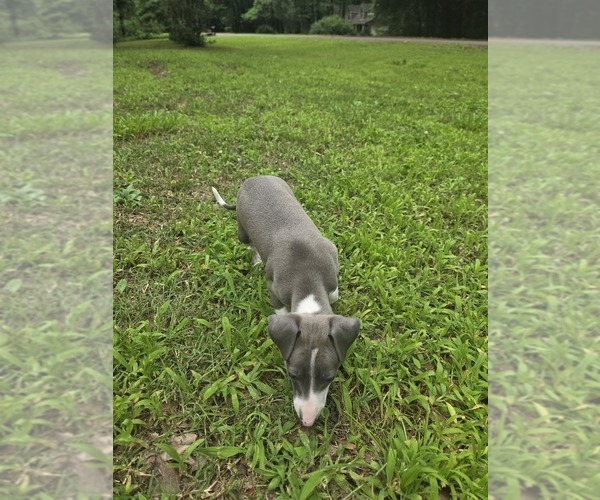 Medium Photo #3 Italian Greyhound Puppy For Sale in NESBIT, MS, USA