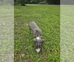 Small #2 Italian Greyhound