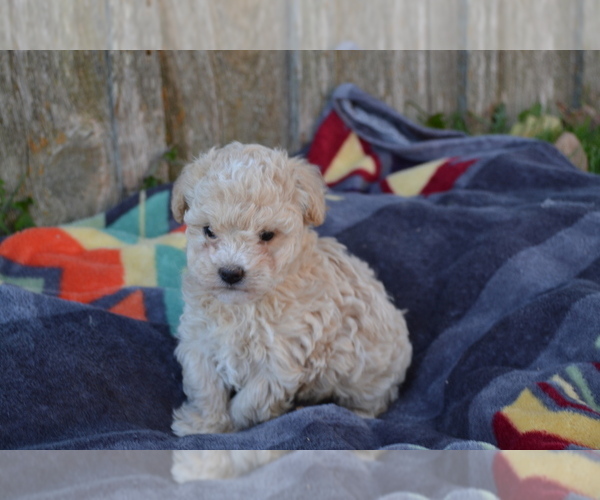 Medium Photo #7 Maltipoo Puppy For Sale in GREENWOOD, WI, USA