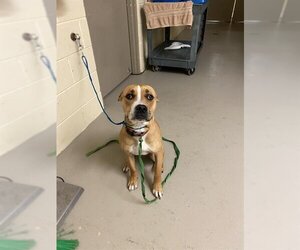 Boxer-Unknown Mix Dogs for adoption in Sanford, FL, USA
