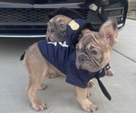 Small #14 French Bulldog