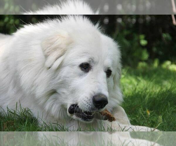 Medium Photo #4 Great Pyrenees Puppy For Sale in TOWNSEND, MA, USA
