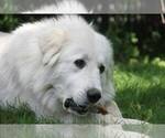 Small Photo #4 Great Pyrenees Puppy For Sale in TOWNSEND, MA, USA