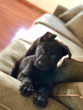 Medium Photo #1 German Shepherd Dog Puppy For Sale in WILLOUGHBY, OH, USA