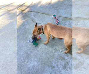 Valentino - Male Mutt Dog for Adoption - Photo #7