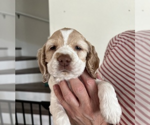 Cocker Spaniel Puppy for sale in LAKELAND, FL, USA